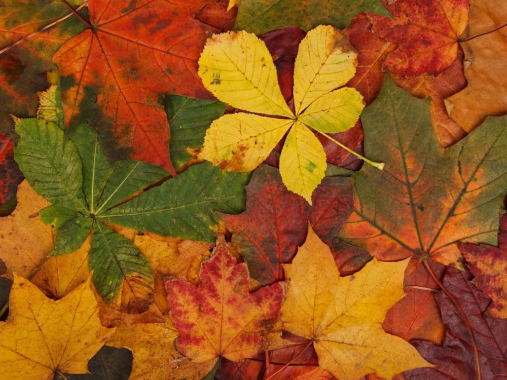 Autumn Leaves 6
