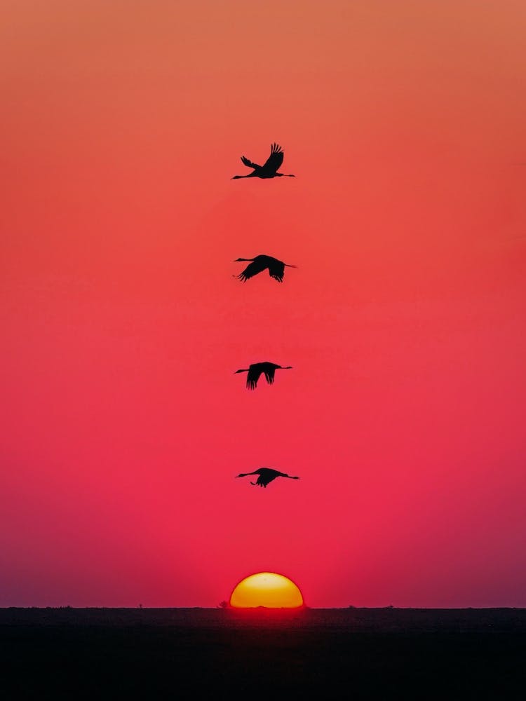 Sunset Birds