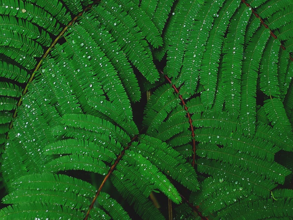 Fern Leaves In The Rain