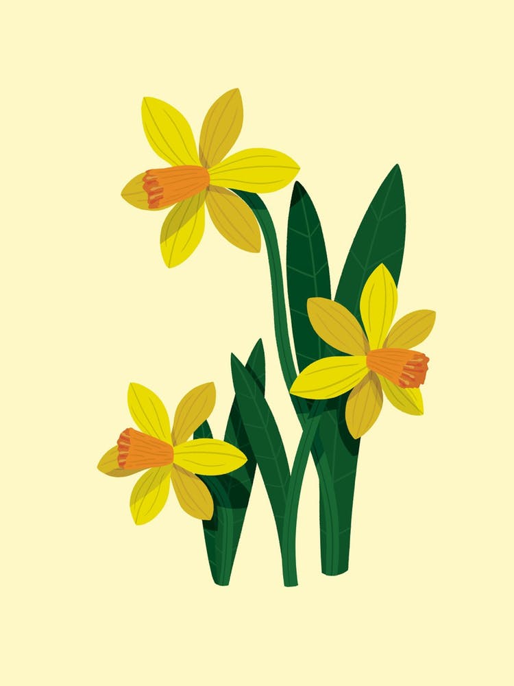 Daffodils