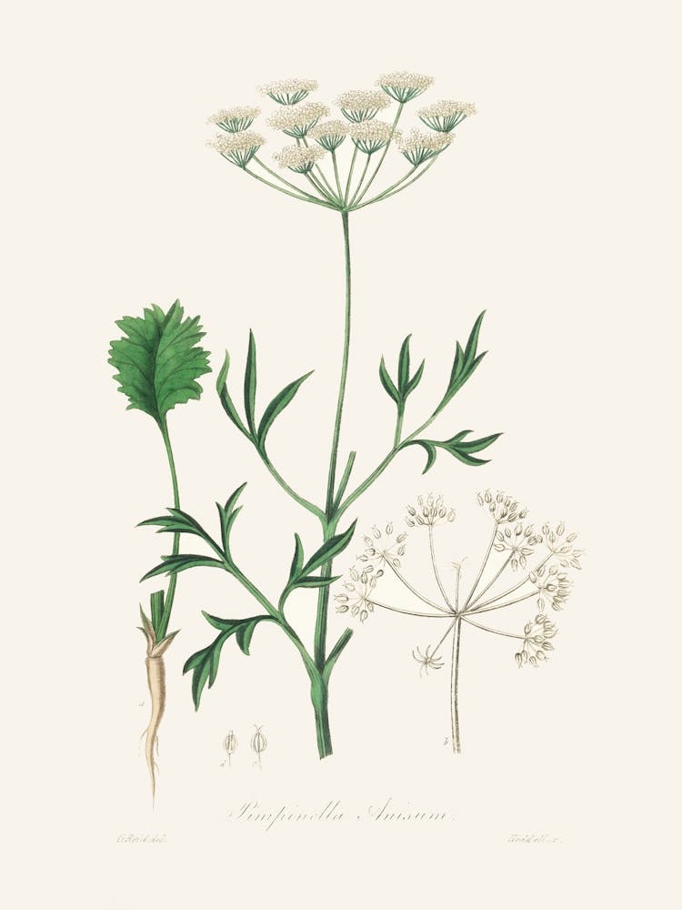 Vintage Botanical John Stephenson and James Morss Churchill_2731651