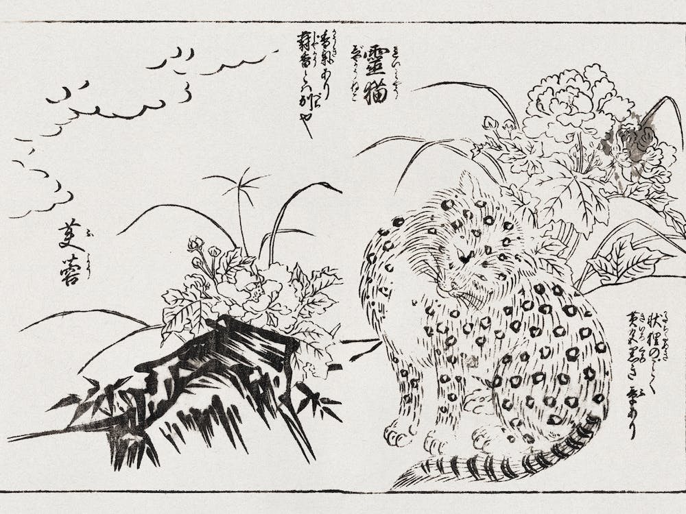 Japanese Cat, Tachibana Morikuni