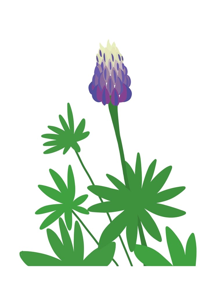Purple Lupin Flower