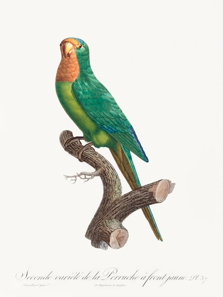The Brown Throated Parakeet From Natural History Of Parrots, Francois Levaillant