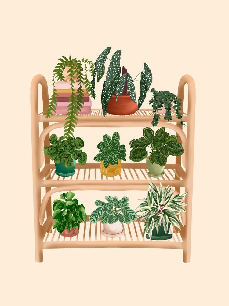 Plant Shelf 8