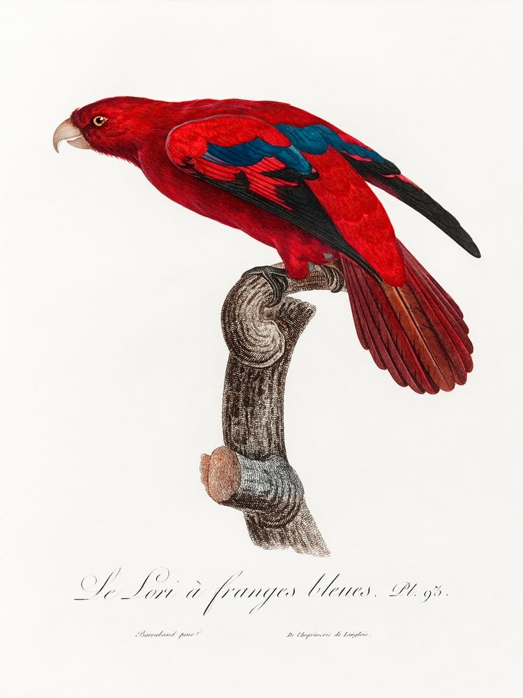 The Red Lory, Eos Bornea From Natural History Of Parrots, Francois Levaillant