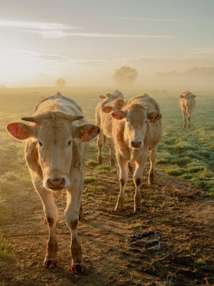 Close Encounters with the Cows