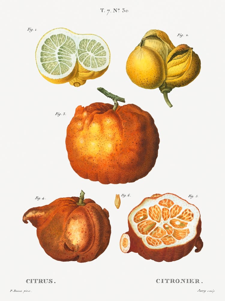 Citrus In Various Shapes And Sizes, Pierre Joseph Redoute