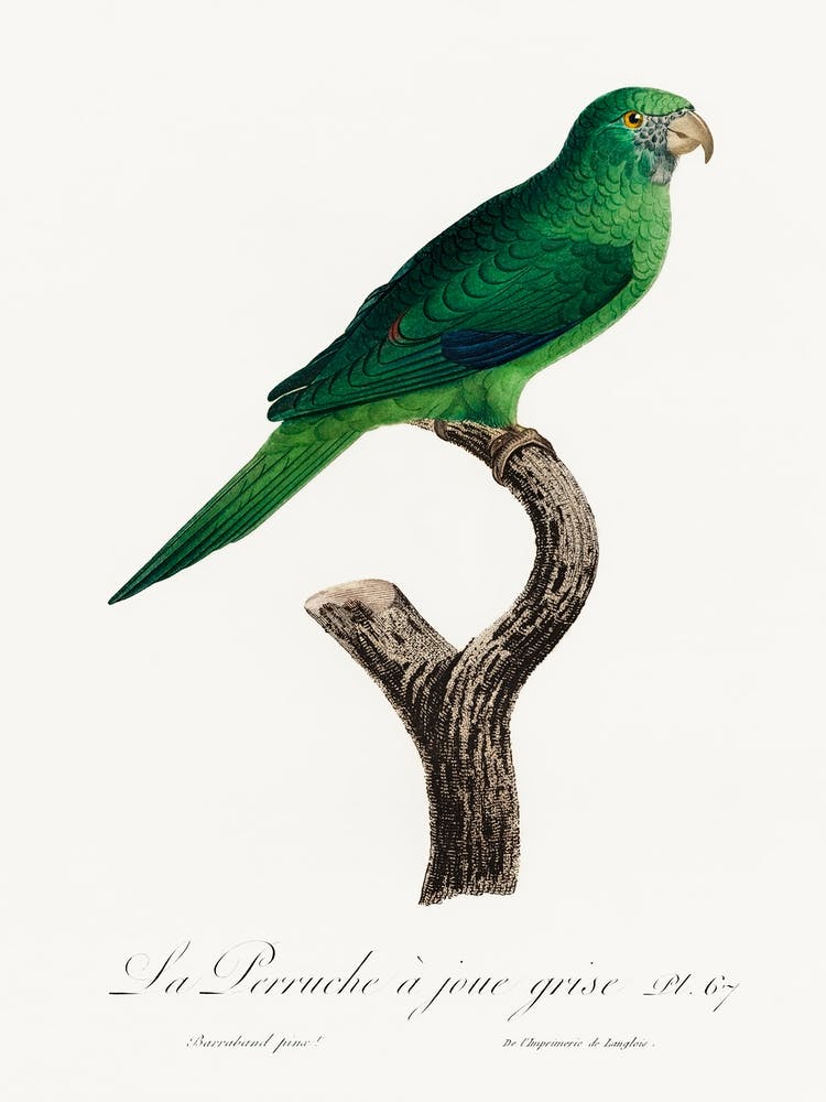The Grey Cheeked Parakeet (Brotogeris Pyrrhoptera) From Natural History Of Parrots, Francois Levaillant
