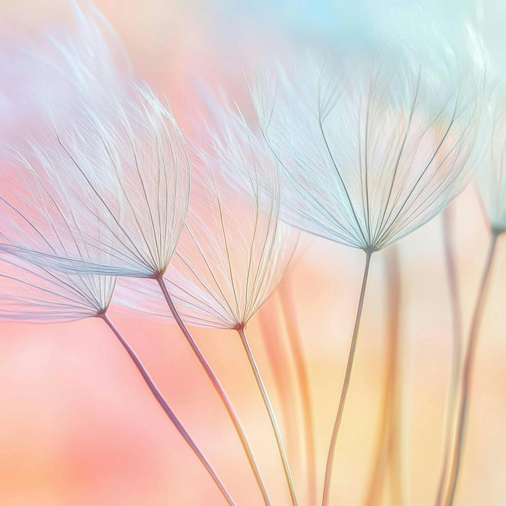 Dandelion 32