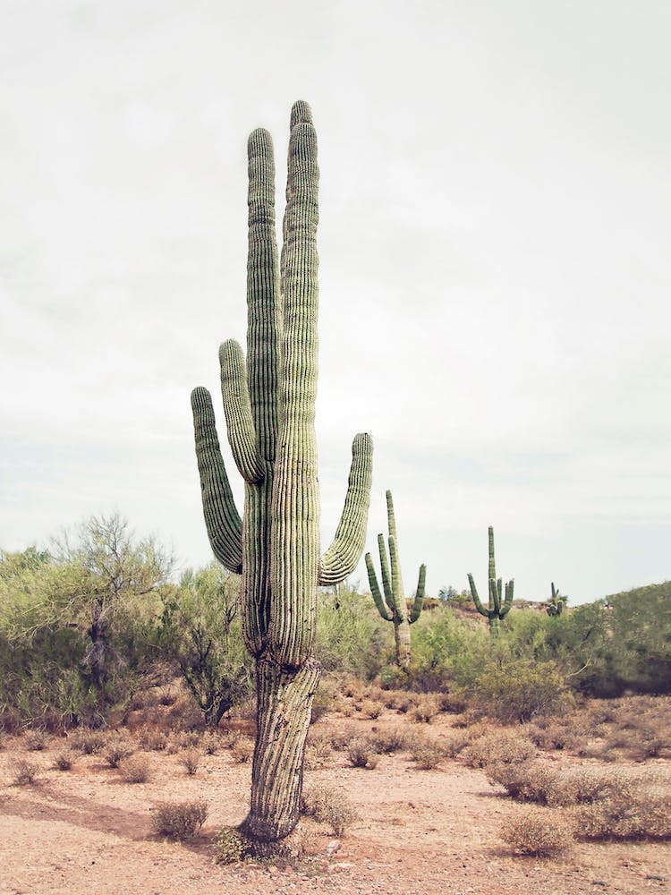 Desert Cactus