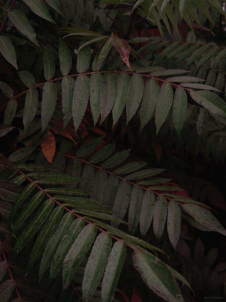 Dark Green Tropical Foliage Vertical