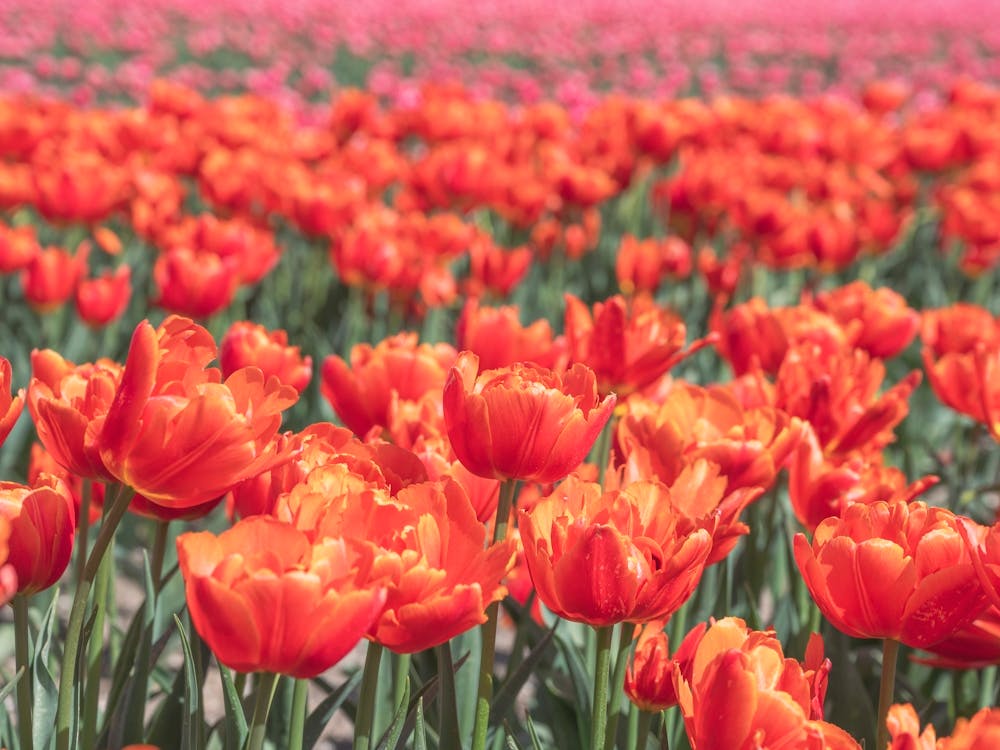Bold orange tulips with pink tulips in the background - floral dutch summer nature and travel photography by Christa Stroo Photography