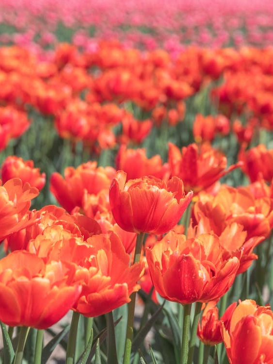 Bold orange tulips with pink tulips in the background - floral dutch summer nature and travel photography by Christa Stroo Photography