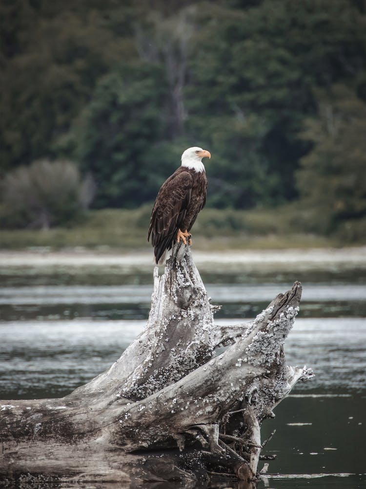 Weißkopfseeadler auf dem Fluss