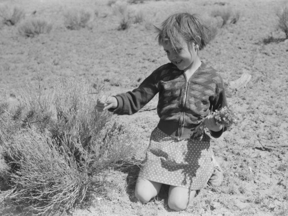 Josie Caudill Gathering Wild Flowers, Pie Town, New Mexico By Russell Lee