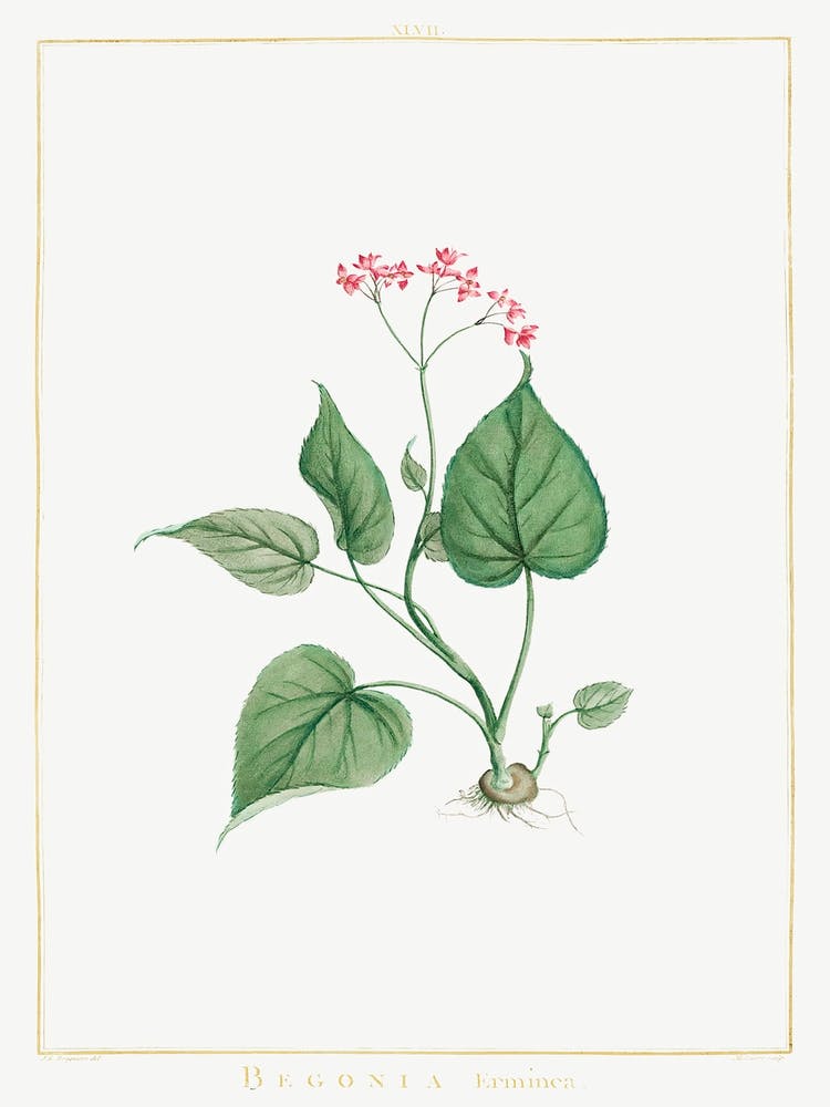 Begonia Erminea, Pierre Joseph Redoute