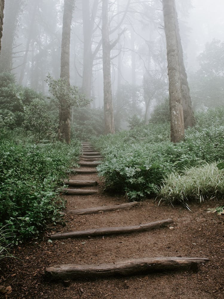 Stairway into a forest in Sintra, Portugal