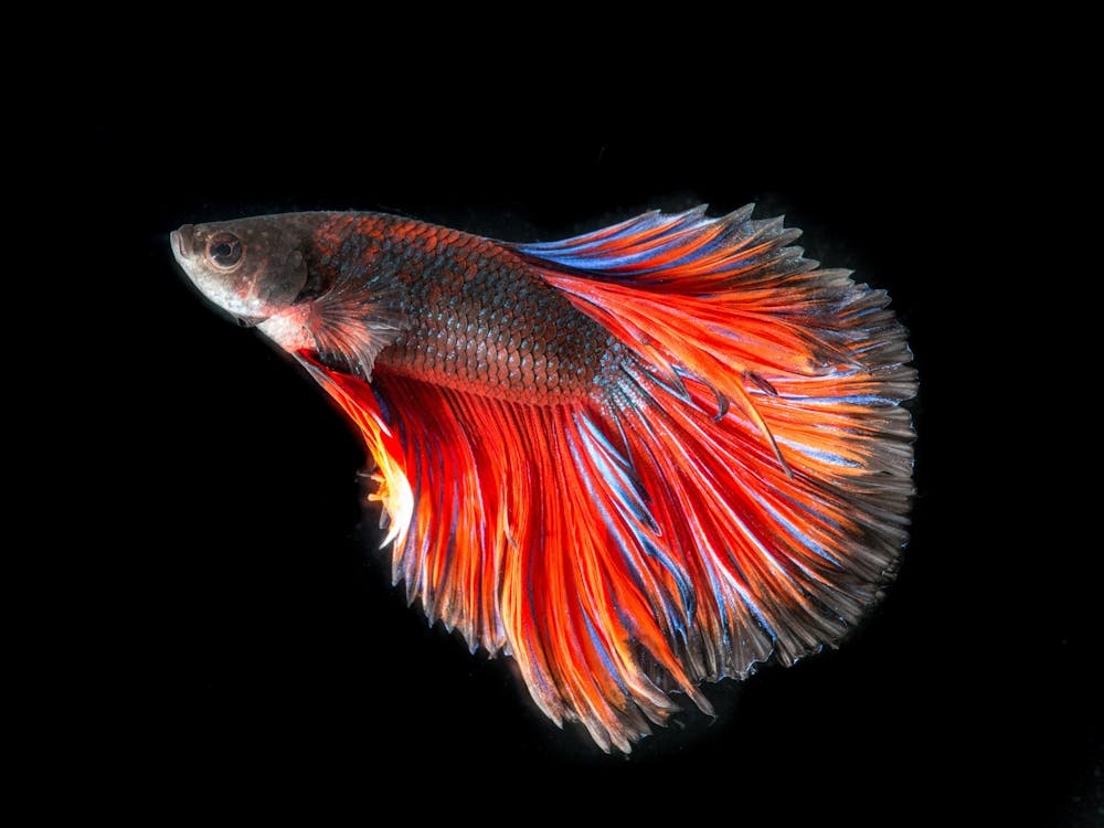 Siamese Fighting Fish