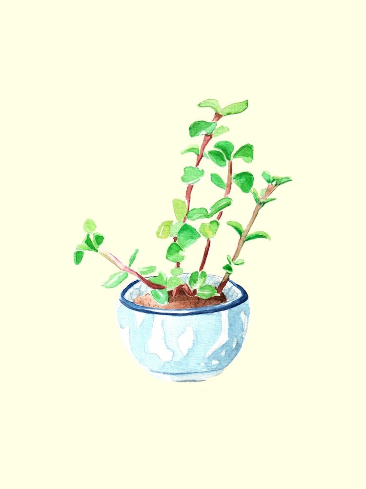 Green Plant In Blue Pot