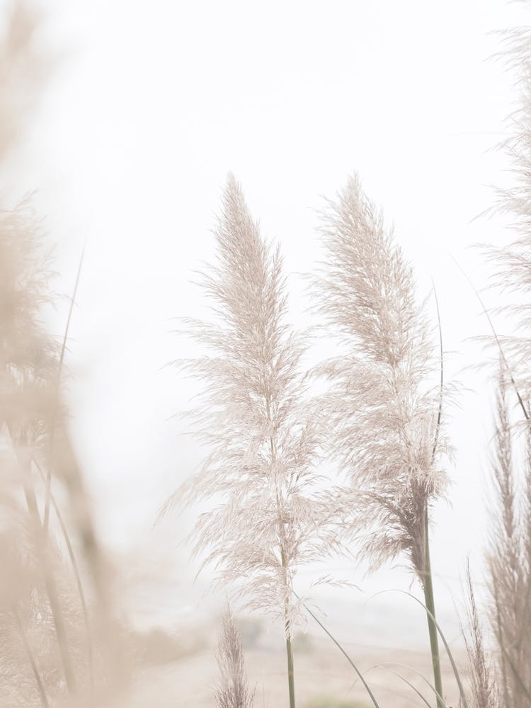 Neutral Beach Grass