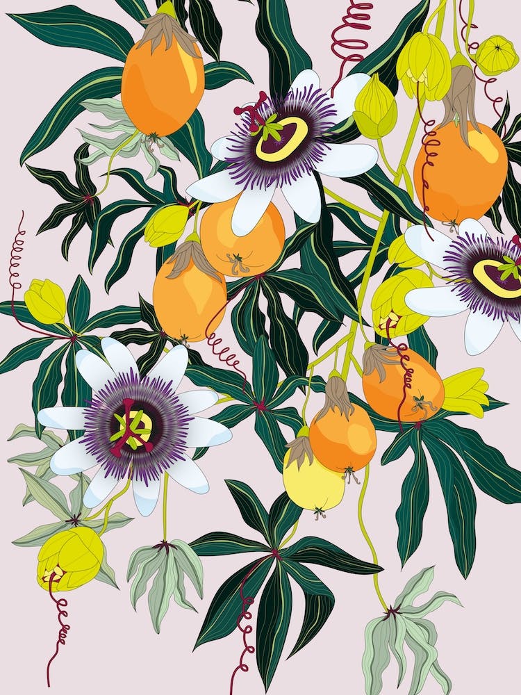 Blossoming Passionfruit Flowers