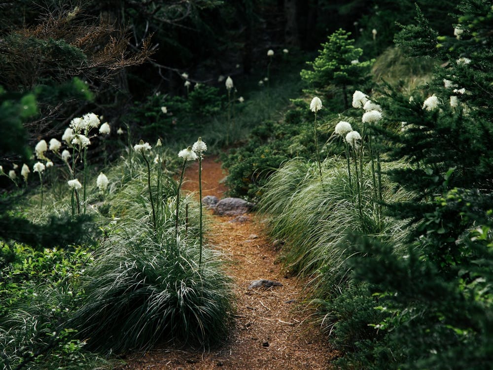 Bear Grass Trail