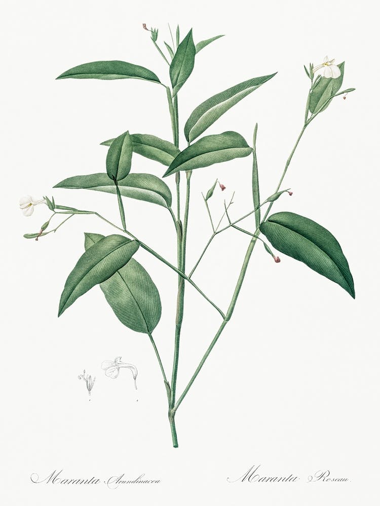Maranta Arundinacea, Pierre Joseph Redoute