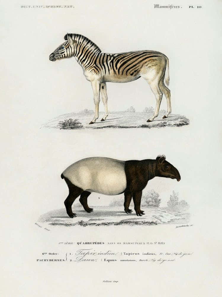 Malayan Tapir (Equus Montanus) And Mountain Zebra (Dauw), Charles Dessalines D' Orbigny