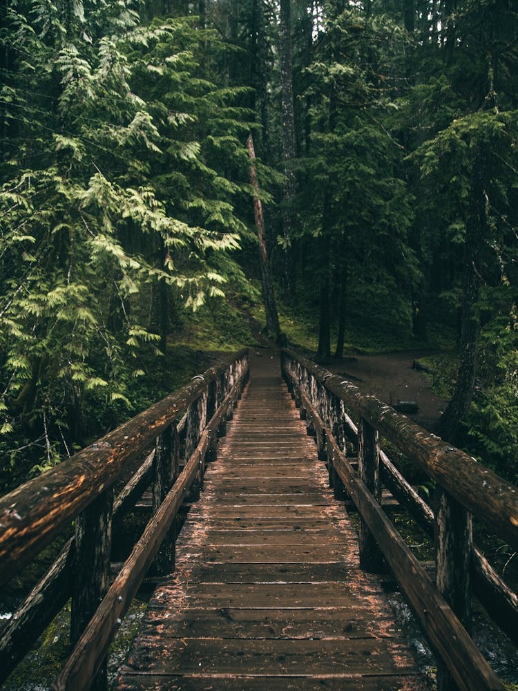 Forest Bridge