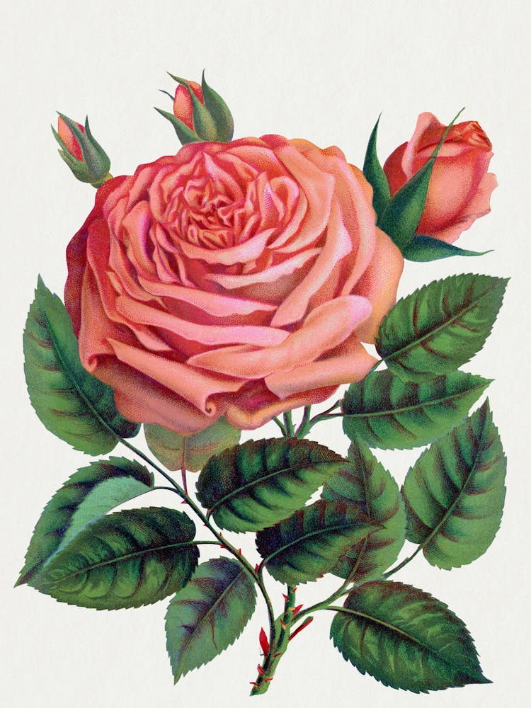 Pink Rose