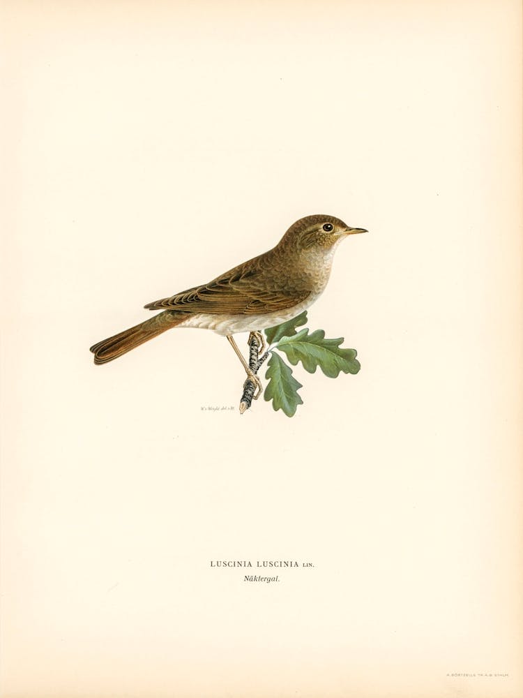 Thrush Nightingale (Luscinia Luscinia), The Von Wright Brothers
