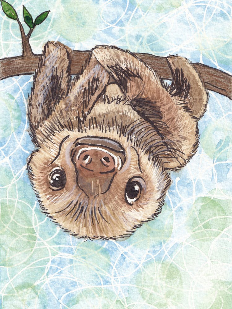 Sloth Hanging On A Branch