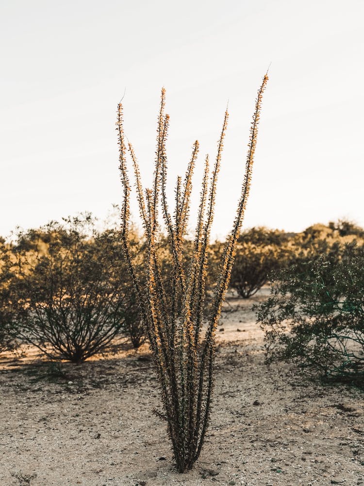 Ocotillo Cactus