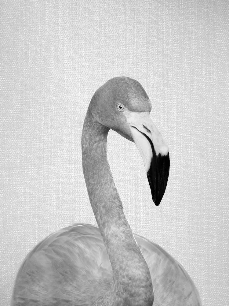 Flamingo - Black & White