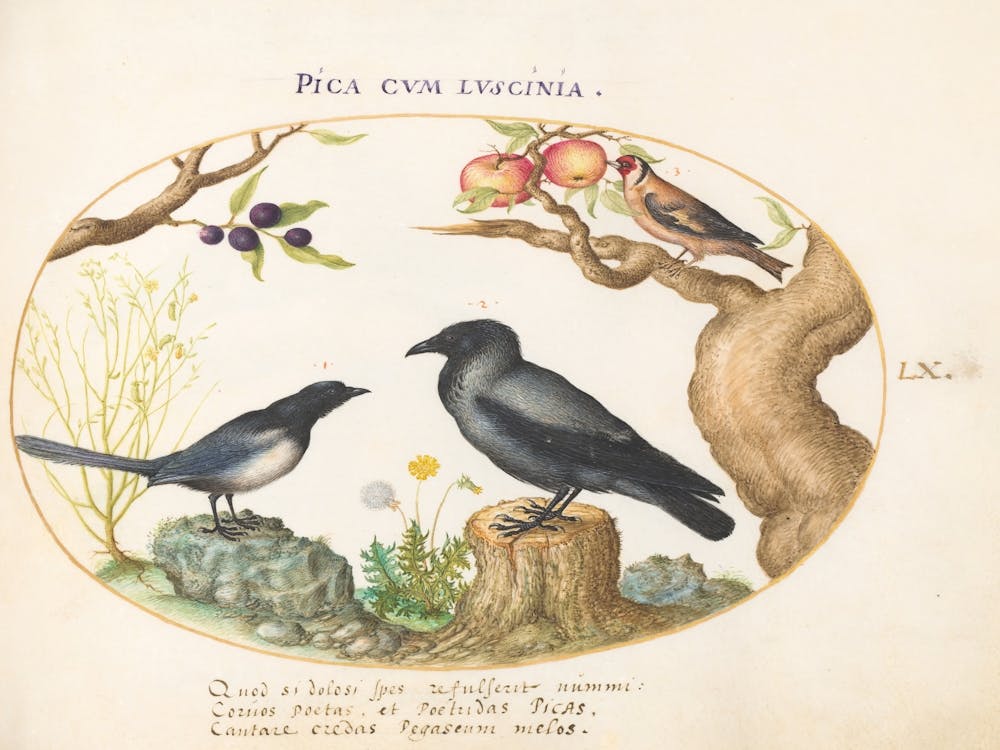 Animalia Volatilia et Amphibia (c. 1575-1580), Joris Hoefnagel(2)