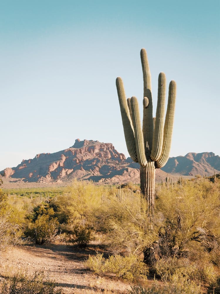 North Phoenix Desert
