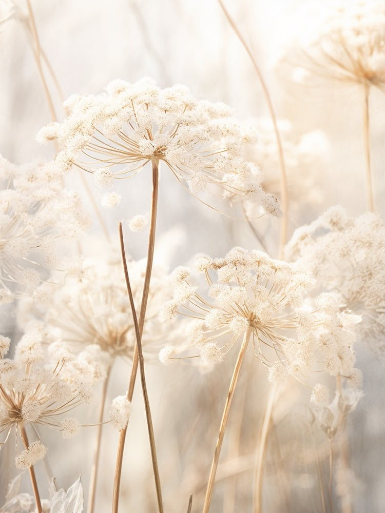 Boho Dried Flowers Queen Annes Lace 5