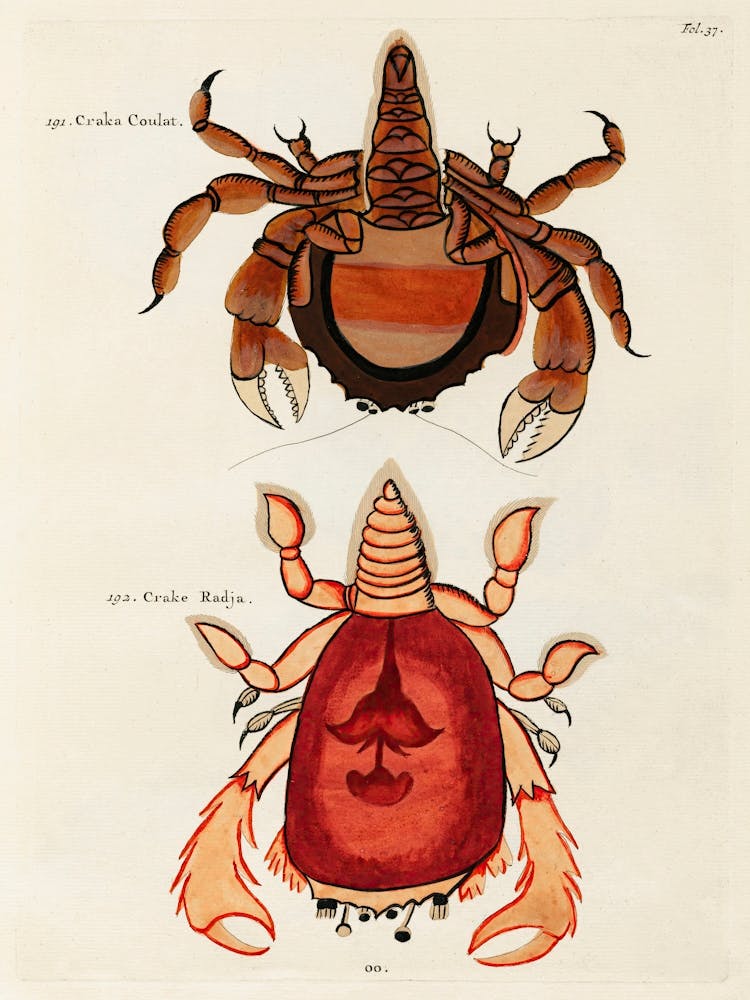 Colourful And Surreal Illustrations Of Crabs Found In Moluccas (Indonesia) And The East Indies, Louis Renard(15)