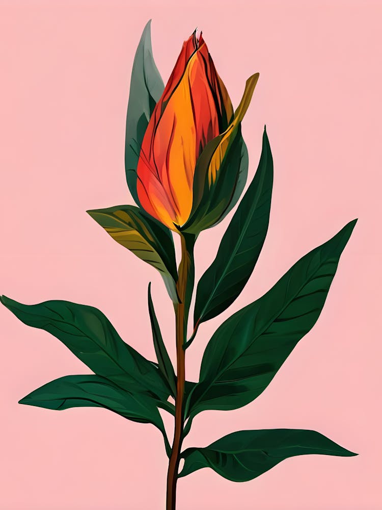 Tulip 3