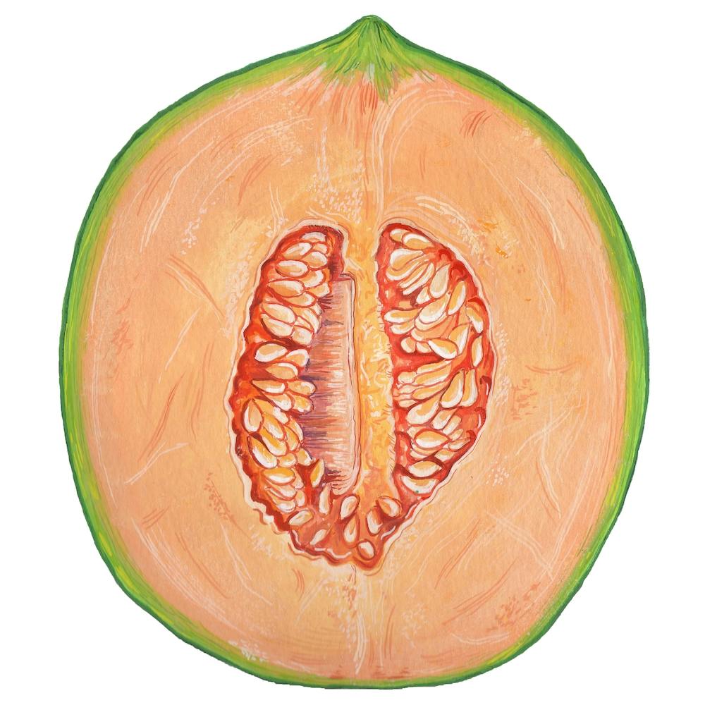 Cantaloupe Melon Square