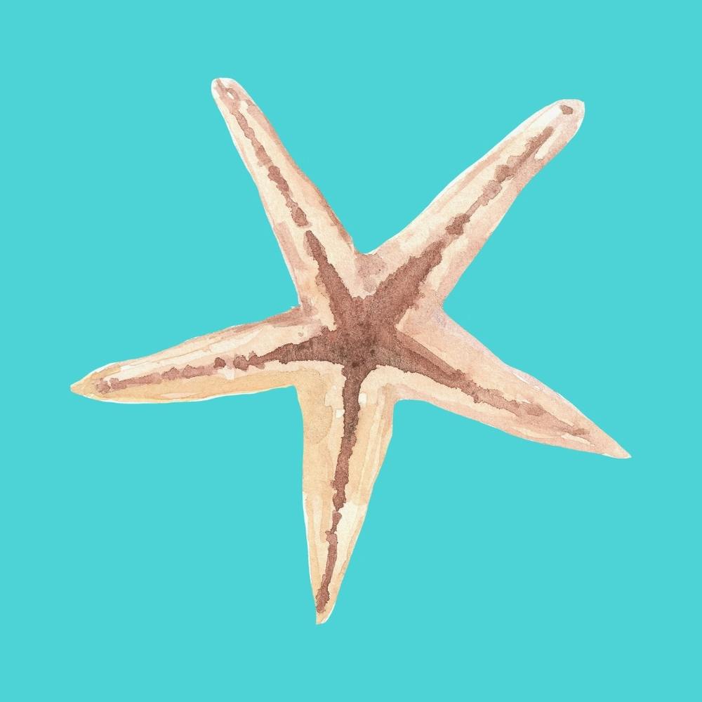 Étoile de Mer à l'Aquarelle