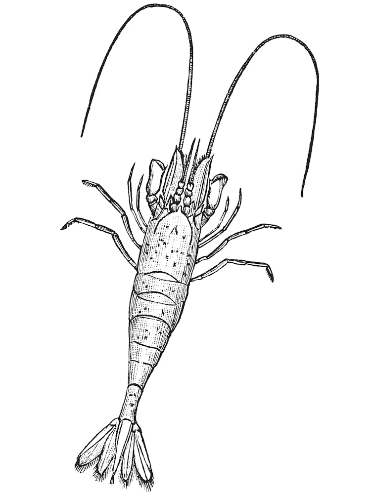 Prawn