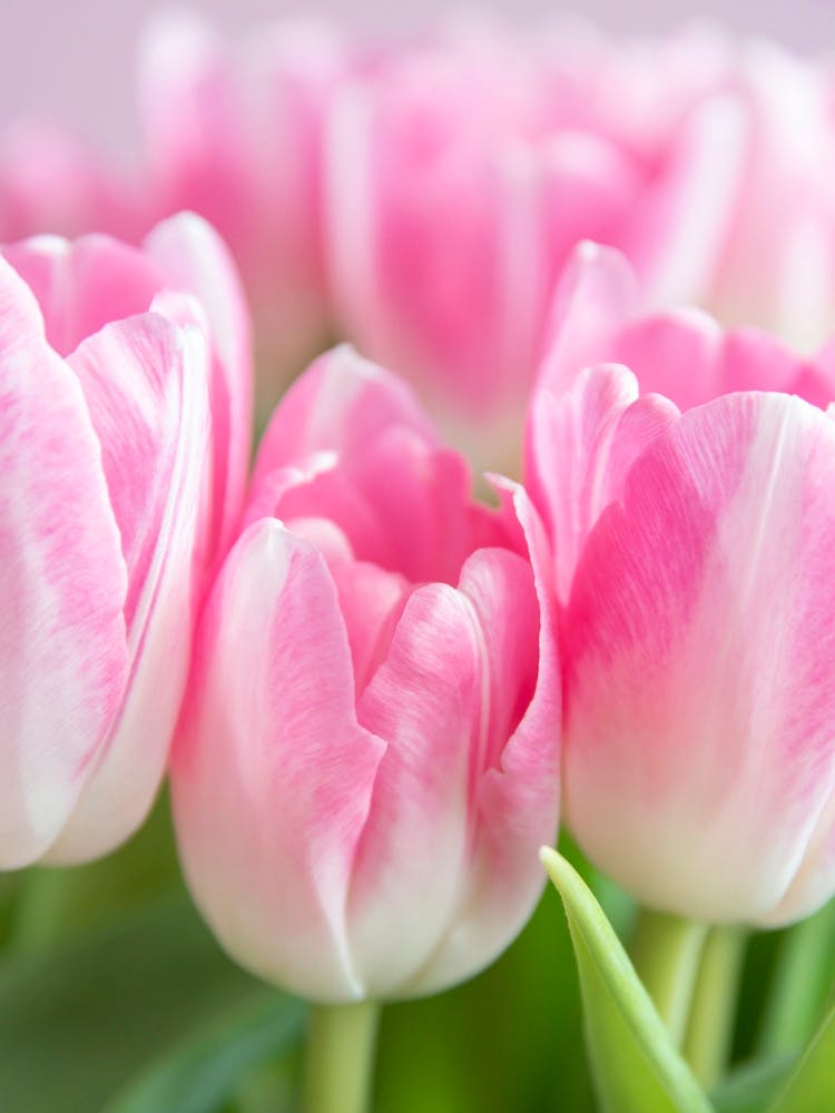 Dutch bold blooming beauties pastel pink tulips - flowers in pink and green nature and travel photography by Christa Stroo Photography