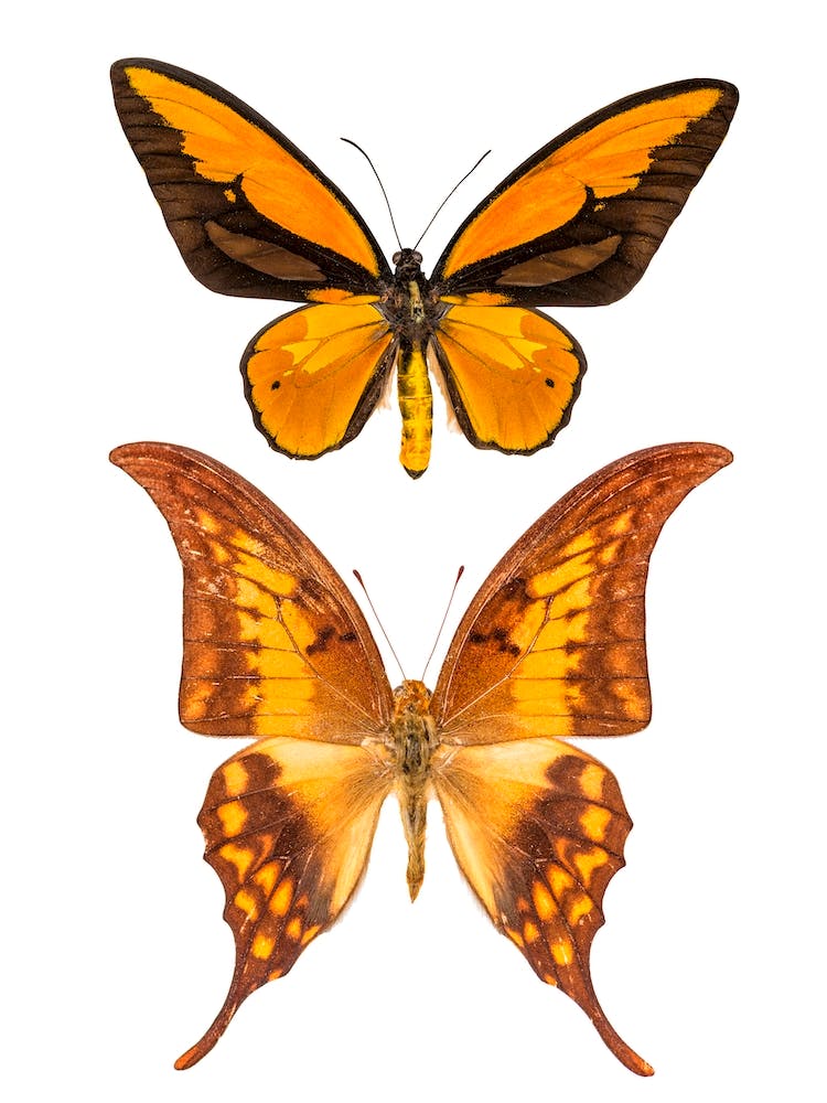 Two Orange Butterflies 2