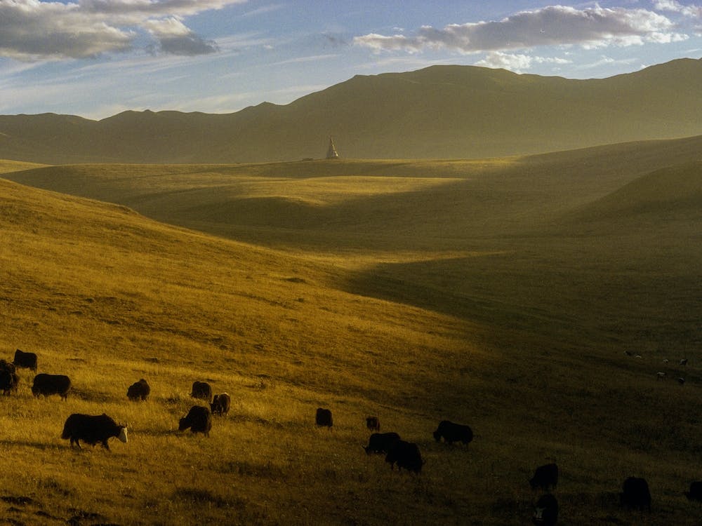 Tibetan Plateau In Sunset