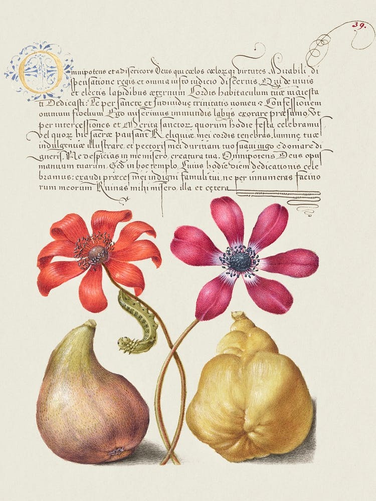 Poppy Anemones, Caterpillar, Fig, And Quince From Mira Calligraphiae Monumenta, Joris Hoefnagel