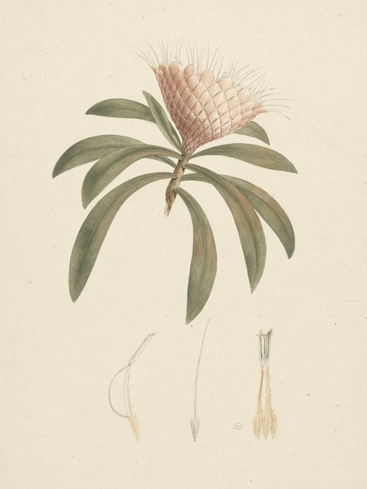 Protea Gaguedi J.F. Gme, Luigi Balugani
