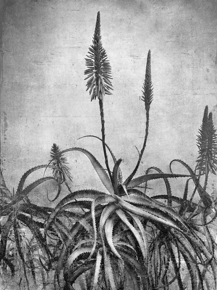 Aloe Grunge