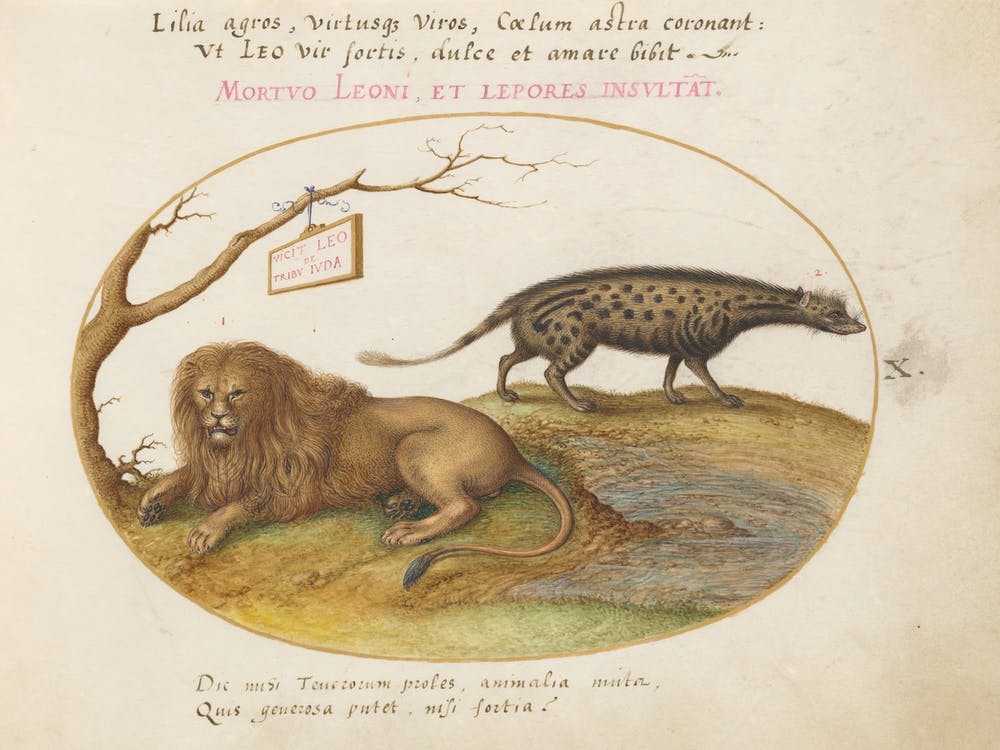 Animalia Qvadrvpedia Et Reptilia (1575 1580), Joris Hoefnagel (4)